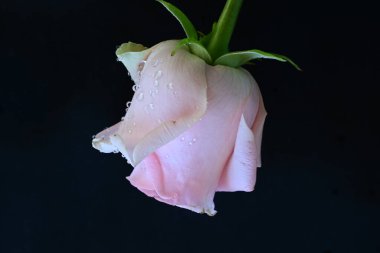 Siyah arkaplanda pembe güzel bir gül.