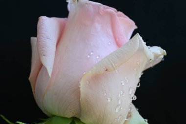 Siyah arkaplanda pembe güzel bir gül.