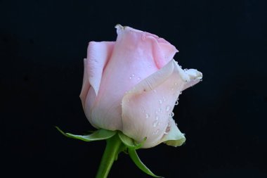 Siyah arkaplanda pembe güzel bir gül.