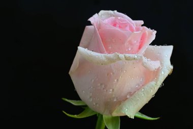 Siyah arkaplanda pembe güzel bir gül.