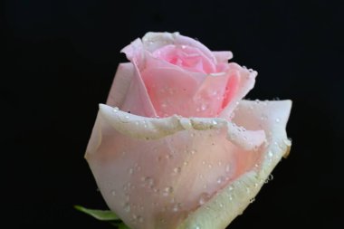 Siyah arkaplanda pembe güzel bir gül.