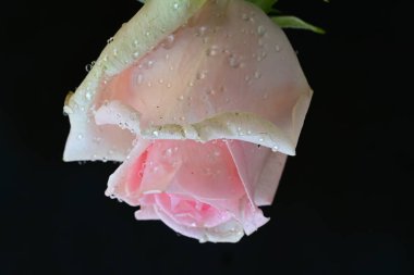 Siyah arkaplanda pembe güzel bir gül.