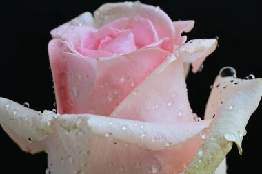 Siyah arkaplanda pembe güzel bir gül.