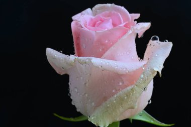 Siyah arkaplanda pembe güzel bir gül.