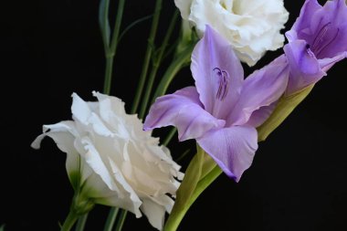 Siyah arkaplanda güzel çiçeklerin manzarasını kapat