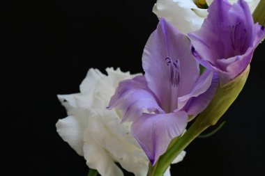 Siyah arkaplanda güzel çiçeklerin manzarasını kapat