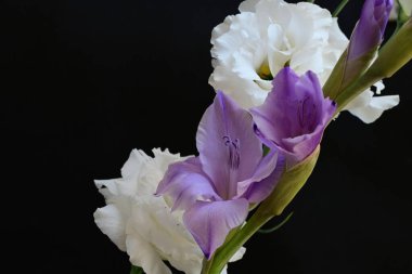 Siyah arkaplanda güzel çiçeklerin manzarasını kapat