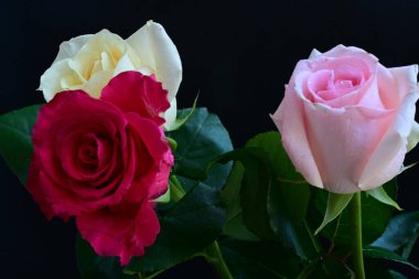 güzel üç renkli gül koyu arkaplanda, yaz konsepti, yakın görüş