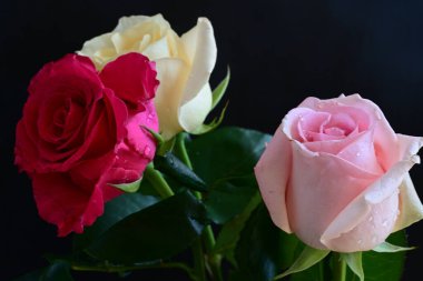 güzel üç renkli gül koyu arkaplanda, yaz konsepti, yakın görüş