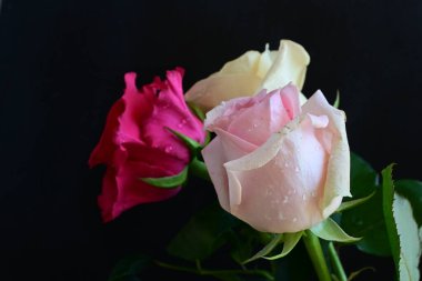 güzel üç renkli gül koyu arkaplanda, yaz konsepti, yakın görüş