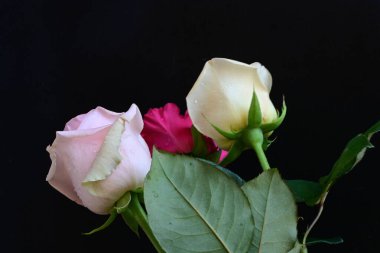 güzel üç renkli gül koyu arkaplanda, yaz konsepti, yakın görüş