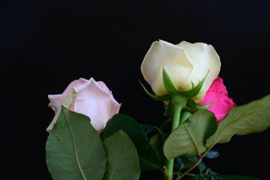 güzel üç renkli gül koyu arkaplanda, yaz konsepti, yakın görüş