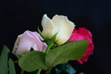 güzel üç renkli gül koyu arkaplanda, yaz konsepti, yakın görüş