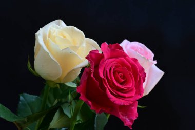 güzel üç renkli gül koyu arkaplanda, yaz konsepti, yakın görüş