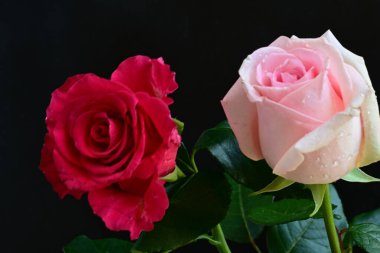 Koyu arkaplanda güzel pembe güller, yaz konsepti, yakın manzara