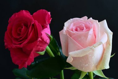 Koyu arkaplanda güzel pembe güller, yaz konsepti, yakın manzara