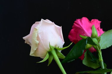 Koyu arkaplanda güzel pembe güller, yaz konsepti, yakın manzara