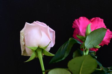 Koyu arkaplanda güzel pembe güller, yaz konsepti, yakın manzara