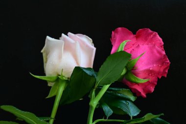 Koyu arkaplanda güzel pembe güller, yaz konsepti, yakın manzara