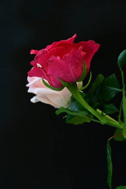 Koyu arkaplanda güzel pembe güller, yaz konsepti, yakın manzara