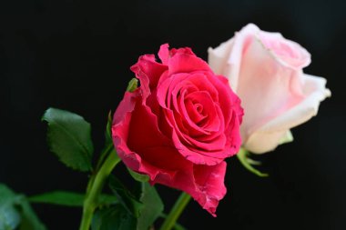 Koyu arkaplanda güzel pembe güller, yaz konsepti, yakın manzara