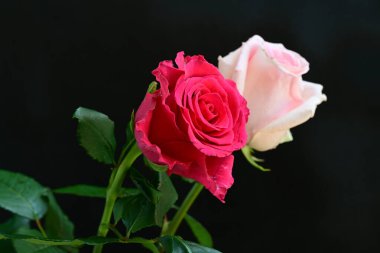 Koyu arkaplanda güzel pembe güller, yaz konsepti, yakın manzara