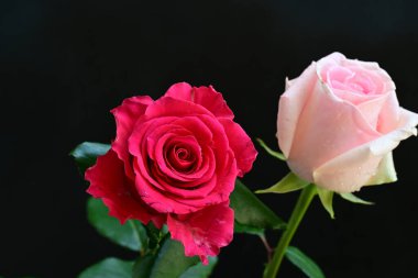 Koyu arkaplanda güzel pembe güller, yaz konsepti, yakın manzara