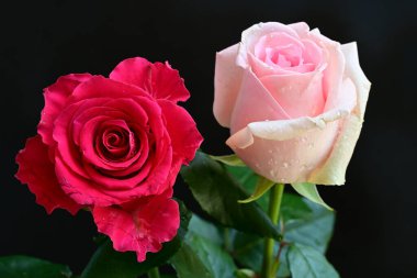 Koyu arkaplanda güzel pembe güller, yaz konsepti, yakın manzara