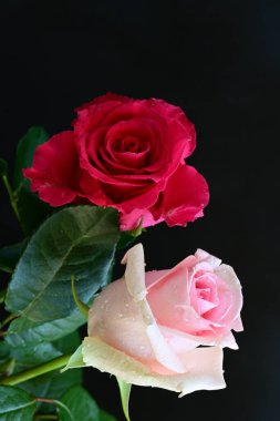 Koyu arkaplanda güzel pembe güller, yaz konsepti, yakın manzara