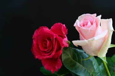 Koyu arkaplanda güzel pembe güller, yaz konsepti, yakın manzara