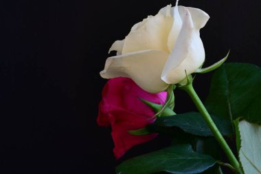 Koyu arkaplanda güzel beyaz ve pembe güller, yaz konsepti, yakın görüş