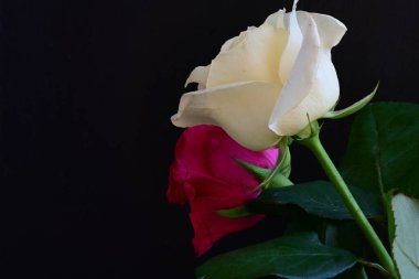 Koyu arkaplanda güzel beyaz ve pembe güller, yaz konsepti, yakın görüş