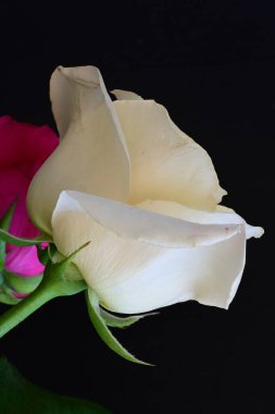 Koyu arkaplanda güzel beyaz ve pembe güller, yaz konsepti, yakın görüş