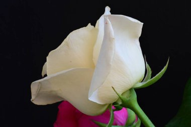 Koyu arkaplanda güzel beyaz ve pembe güller, yaz konsepti, yakın görüş