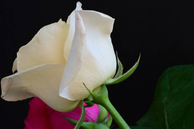 Koyu arkaplanda güzel beyaz ve pembe güller, yaz konsepti, yakın görüş