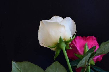 Koyu arkaplanda güzel beyaz ve pembe güller, yaz konsepti, yakın görüş