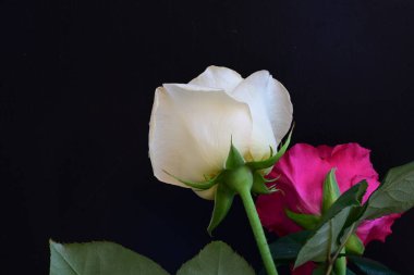 Koyu arkaplanda güzel beyaz ve pembe güller, yaz konsepti, yakın görüş