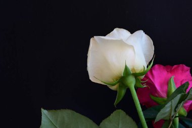 Koyu arkaplanda güzel beyaz ve pembe güller, yaz konsepti, yakın görüş