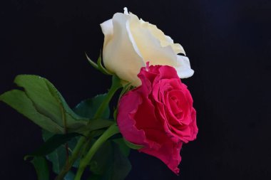 Koyu arkaplanda güzel beyaz ve pembe güller, yaz konsepti, yakın görüş