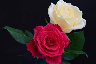 Koyu arkaplanda güzel beyaz ve pembe güller, yaz konsepti, yakın görüş