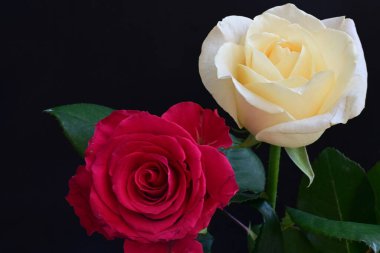 Koyu arkaplanda güzel beyaz ve pembe güller, yaz konsepti, yakın görüş