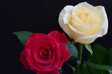 Koyu arkaplanda güzel beyaz ve pembe güller, yaz konsepti, yakın görüş