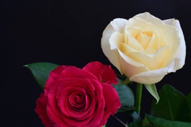 Koyu arkaplanda güzel beyaz ve pembe güller, yaz konsepti, yakın görüş