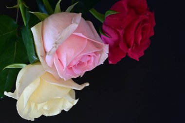 güzel üç renkli gül koyu arkaplanda, yaz konsepti, yakın görüş