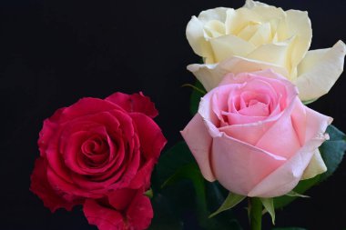 güzel üç renkli gül koyu arkaplanda, yaz konsepti, yakın görüş