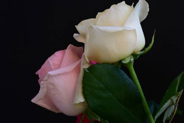 güzel üç renkli gül koyu arkaplanda, yaz konsepti, yakın görüş