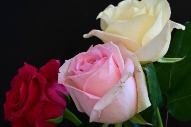 güzel üç renkli gül koyu arkaplanda, yaz konsepti, yakın görüş