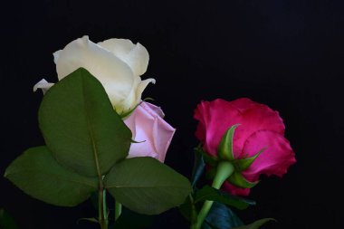 güzel üç renkli gül koyu arkaplanda, yaz konsepti, yakın görüş