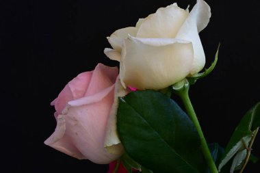 güzel üç renkli gül koyu arkaplanda, yaz konsepti, yakın görüş