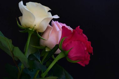 güzel üç renkli gül koyu arkaplanda, yaz konsepti, yakın görüş